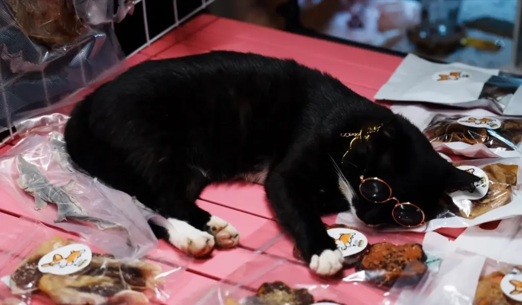A cat relaxing at a stall in Yulin Ghost Market, Chengdu
