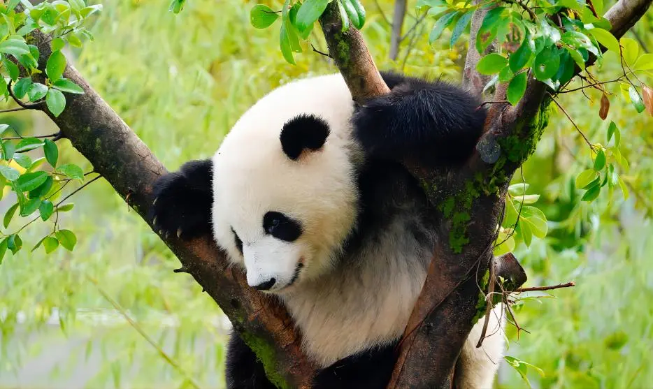 Giant panda climbing a tree at Chengdu Panda Base