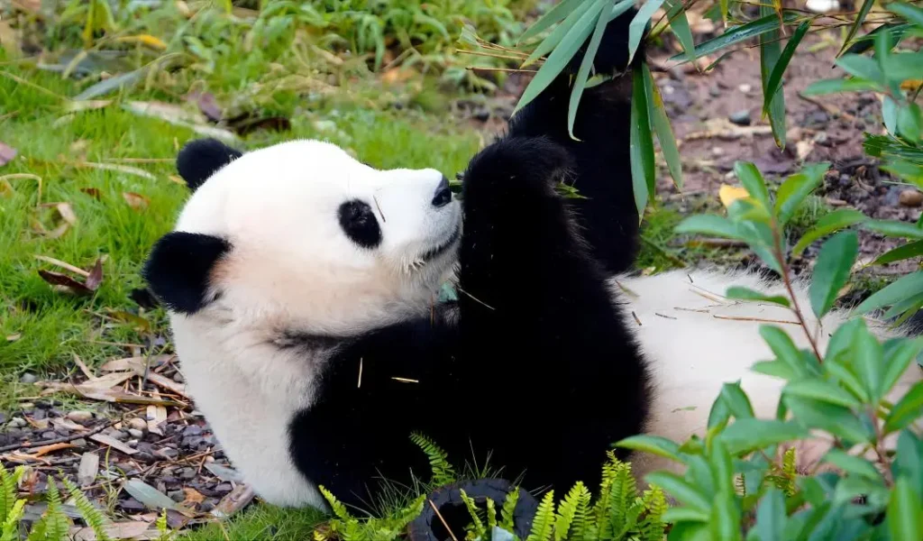 Giant panda enjoying bamboo at Chengdu Panda Base