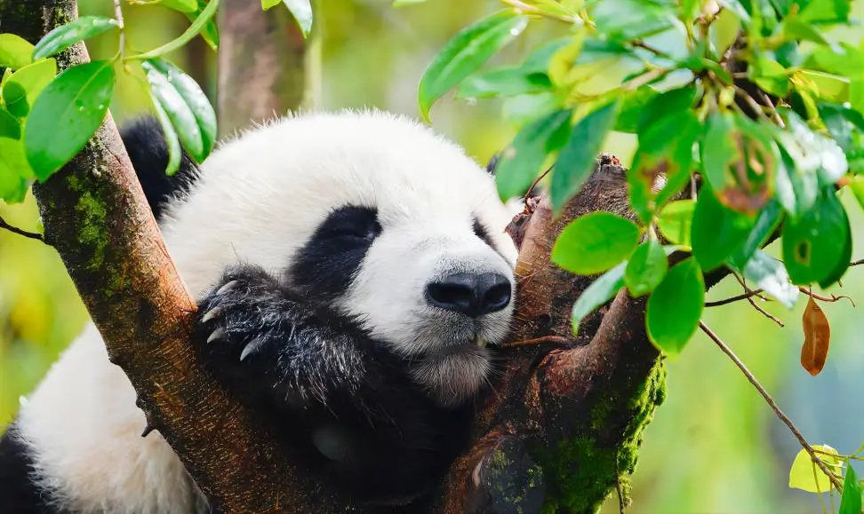 Giant panda peacefully sleeping at Chengdu Panda Base