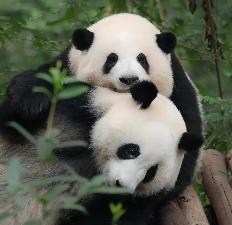 Two giant pandas cuddling affectionately at Chengdu Panda Base