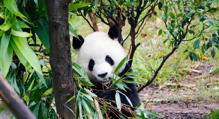 Giant panda enjoying bamboo at Chengdu Panda Base
