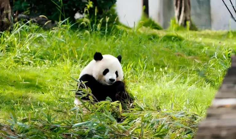 Adorable giant panda snoozing comfortably in Chengdu
