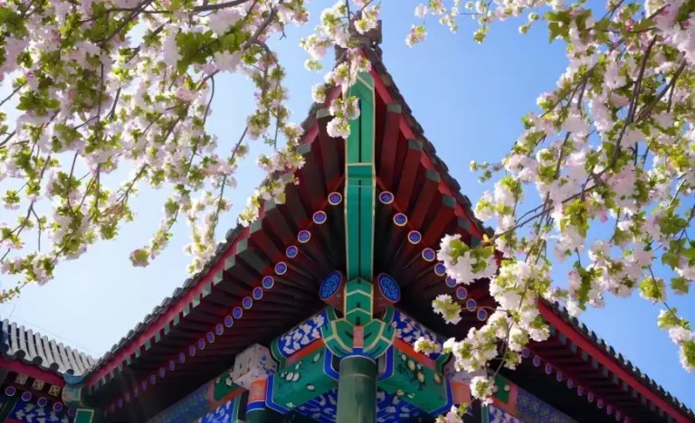 Crabapple (Begonia) blossoms in the West Courtyard of Prince Gong’s Mansion Beijing