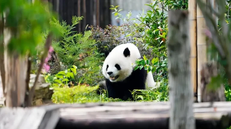 Smiling giant panda enjoying a playful moment at Chengdu Panda Base