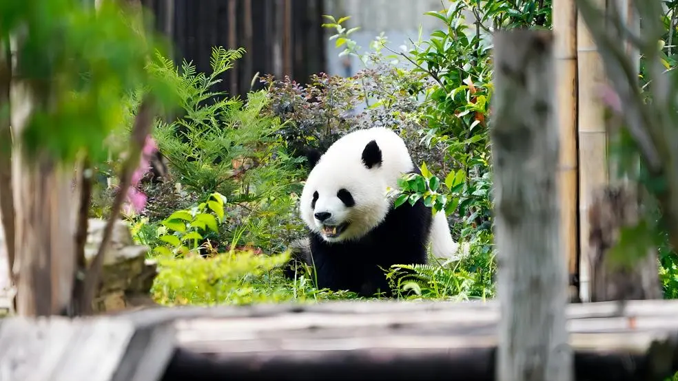 Adorable giant panda at Chengdu Panda Base featured in a Chengdu 2-day itinerary