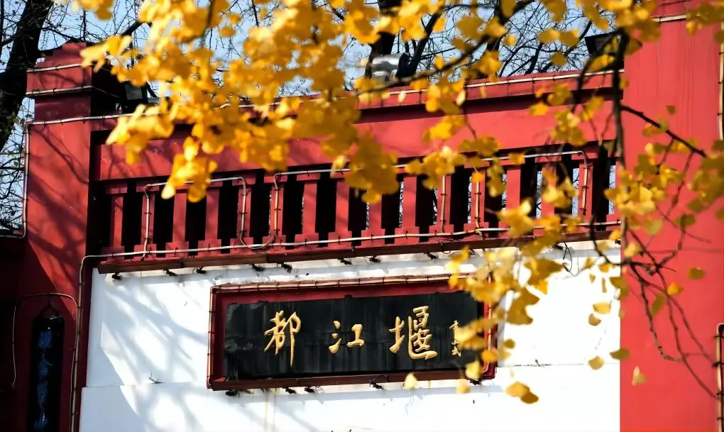 Dujiangyan Ginkgo Autumn Scenery Chengdu