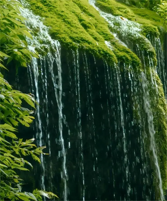 Close-up of moss along Mount Qingcheng hiking path, Chengdu