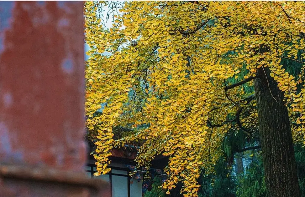 Thousand-year-old ginkgo tree at Shangqing Palace, Mount Qingcheng