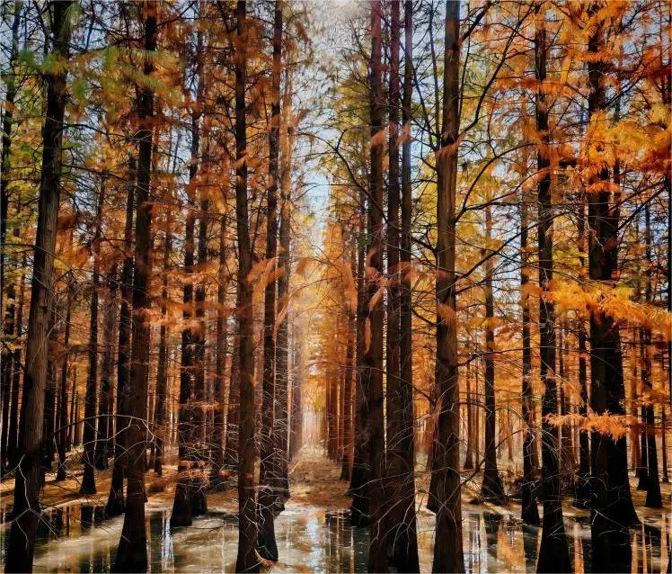 Autumn sunset over the Tidal Forest at West Shoal Wetland, Chongming Island, Shanghai