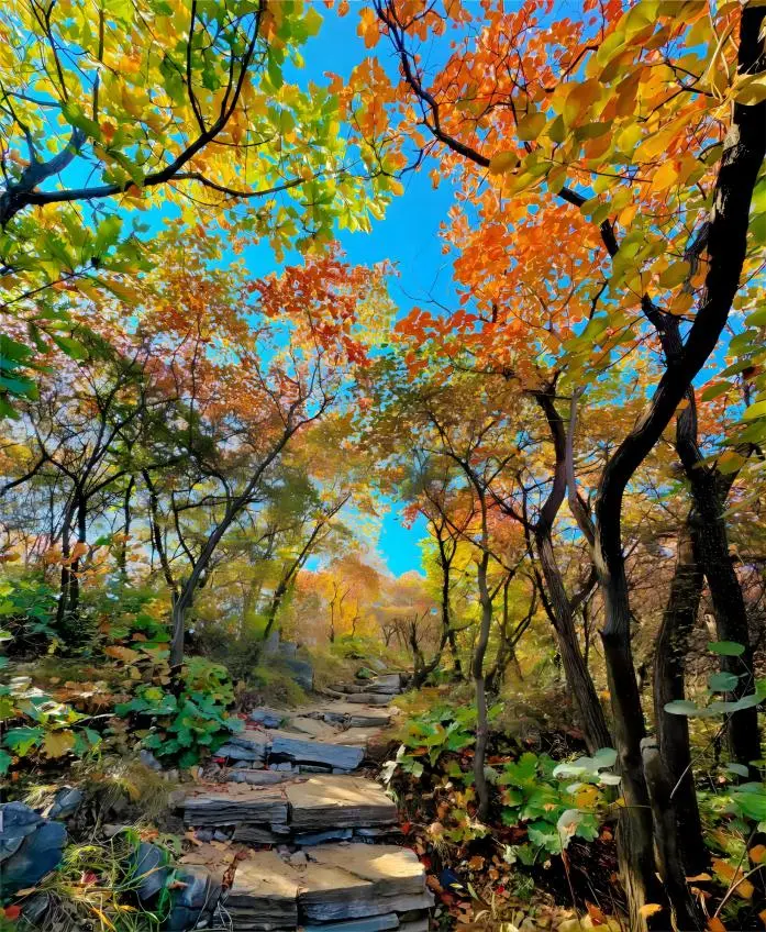 Autumn forest trail at Badaling National Forest Park, with colorful foliage at Red Leaf