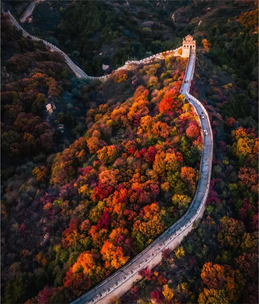 Badaling Great Wall in autumn, covered with red maple leaves, winding along the mountain ridges.