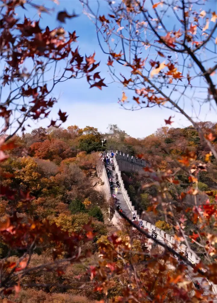 Morning mist over the Badaling Great Wall in autumn, with colorful maple trees lining the mountains.