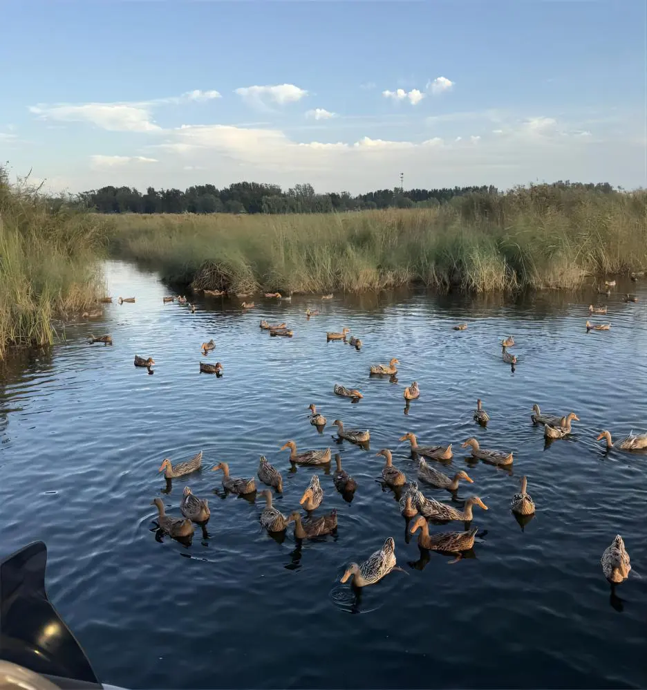 Ducks swimming on the serene waters of Baiyangdian Lake, Beijing, showcasing the lake’s rich ecology.