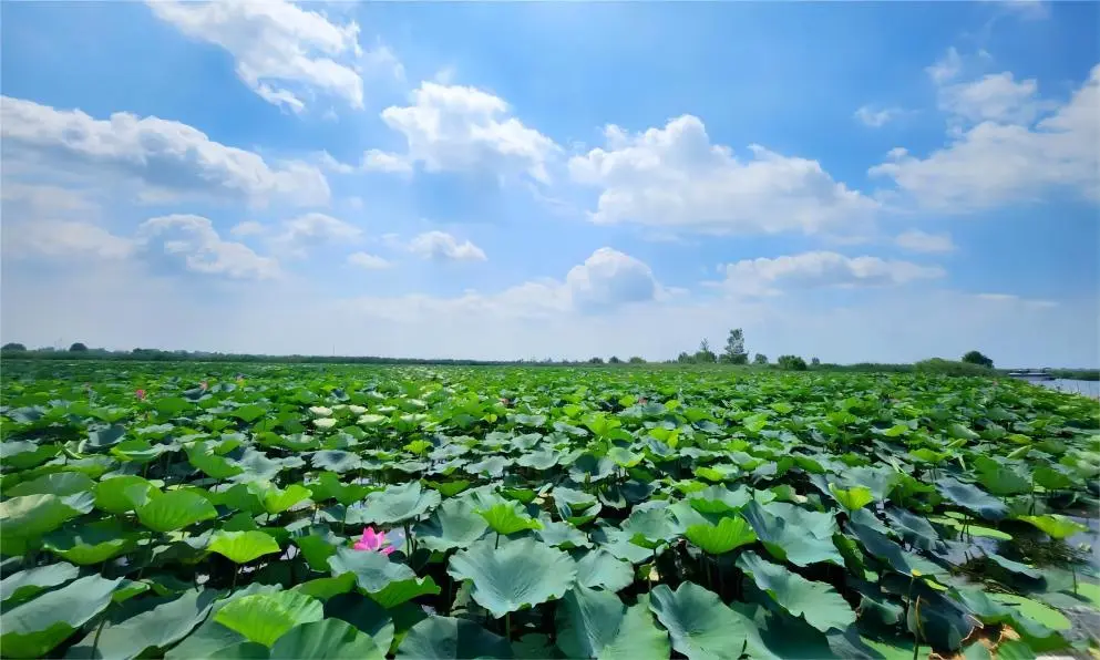 Endless lotus fields at Baiyangdian Lake, Beijing, with pink and white lotus blossoms covering the water surface.