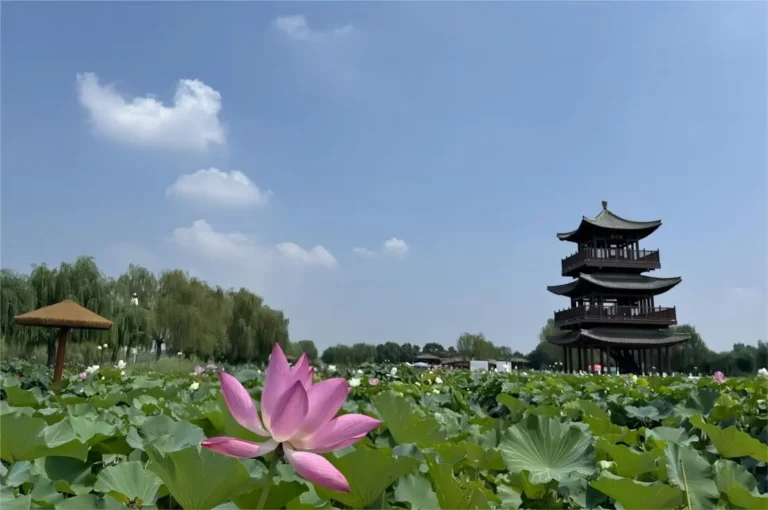 unny day with lotus blossoms in full bloom at Baiyangdian Lake, Beijing, creating a vibrant water-town scene.
