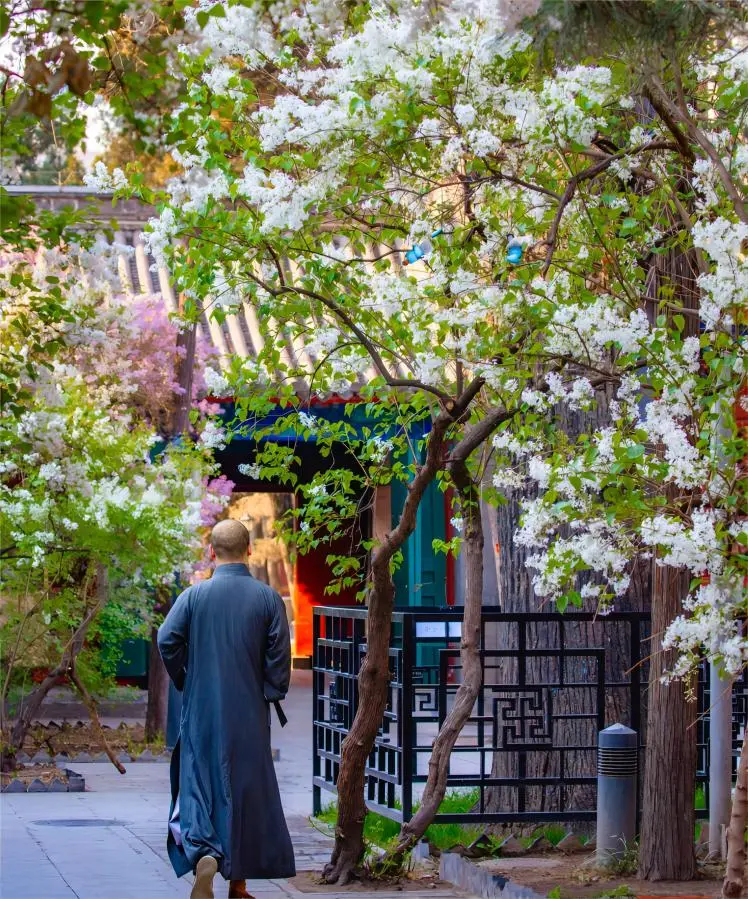Lilac garden in bloom at Fayuan Temple, Beijing, creating a serene Zen atmosphere