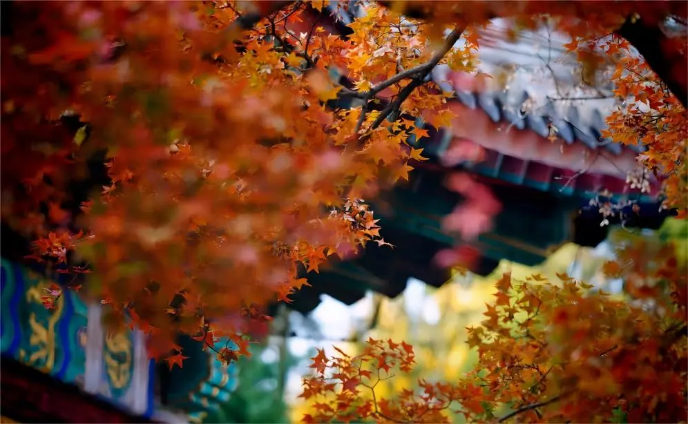 Autumn red leaves covering the mountains at Fragrant Hills Park in Beijing, creating a stunning sea of color.