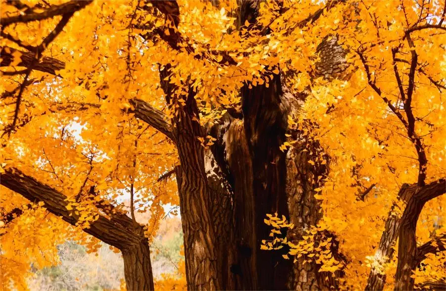 Ancient male and female ginkgo trees at Hongluo Temple, Beijing, glowing in autumn colors