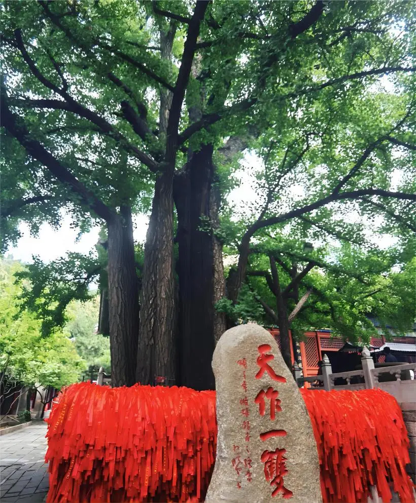 Twin ginkgo trees at Hongluo Temple in Beijing during summer, symbolizing harmony and longevity