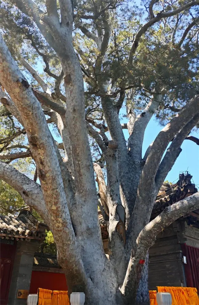 Ancient Nine Dragon Pine at Jietai Temple, Beijing, symbolizing harmony and longevity