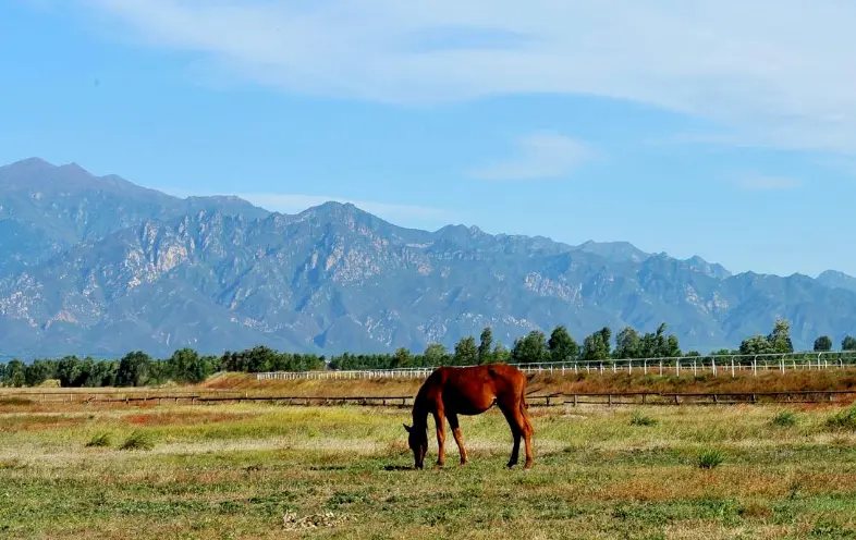 Autumn scenery at Kangxi Grassland near Beijing, with golden grass and rolling plains.