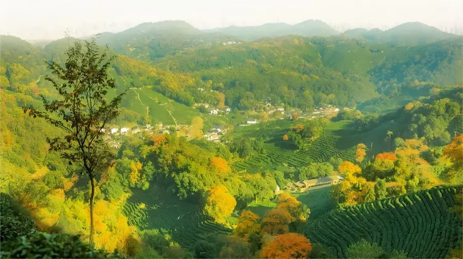 Distant view of Longjing Village near Shanghai tea fields, scenic tea plantation landscape