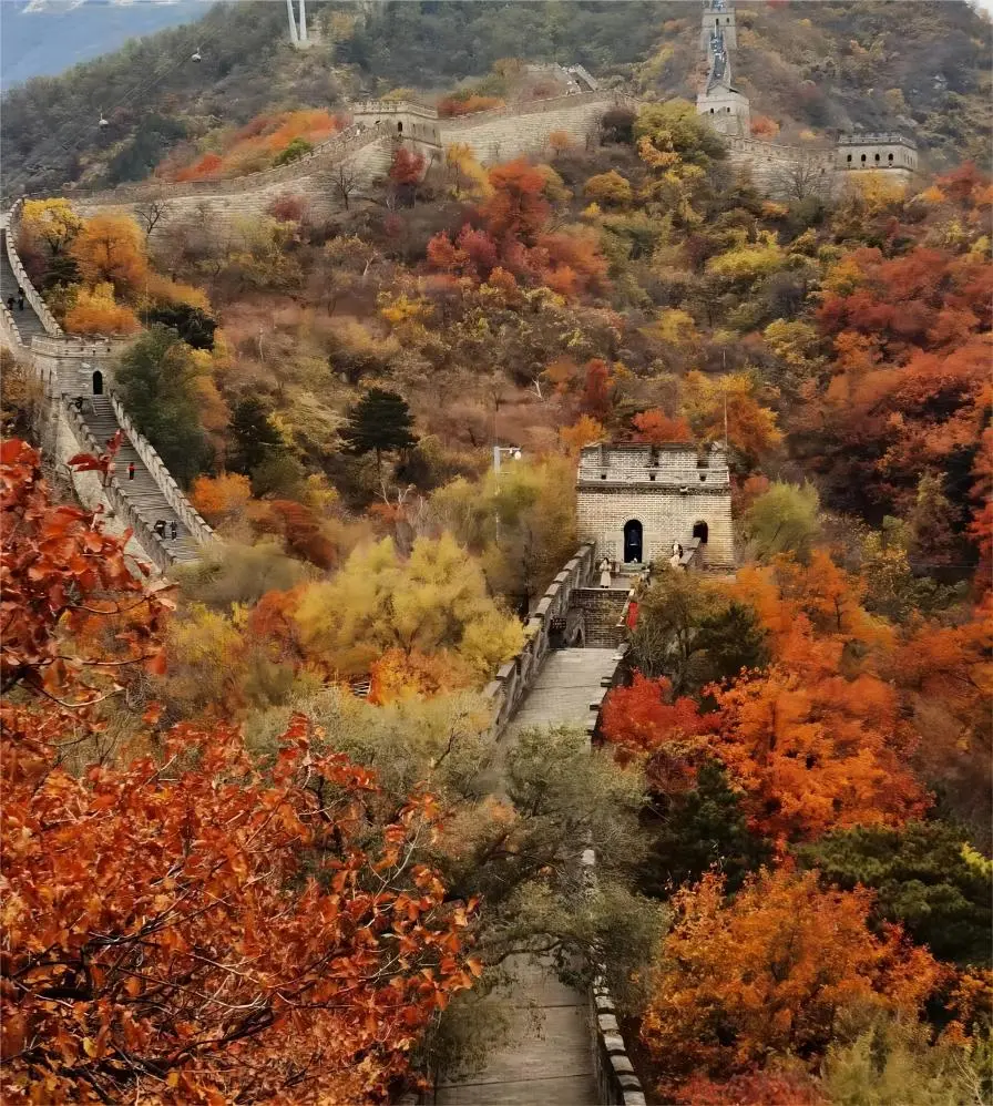 The Mutianyu Great Wall surrounded by vibrant autumn foliage and blue skies.