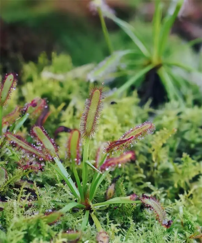 Plants inside the Exhibition Greenhouse at Shanghai Chenshan Botanical Garden, featuring diverse species from different climate zones.