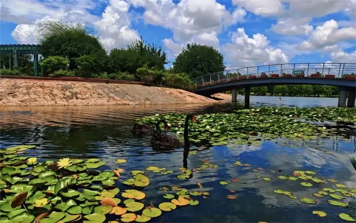 Black swan swimming on the lotus lake at Shanghai Chenshan Botanical Garden, surrounded by blooming lotus flowers.