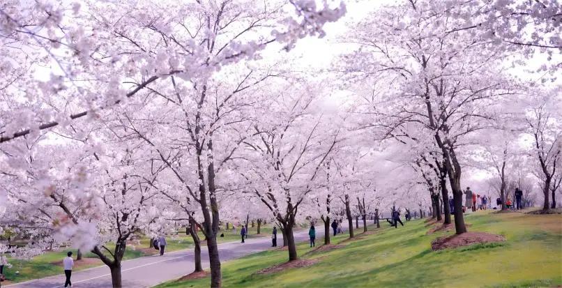 Red cherry blossoms in full bloom at the Cherry Blossom Garden in Shanghai Chenshan Botanical Garden in spring.
