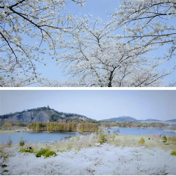 White cherry blossoms blooming at the Cherry Blossom Garden in Shanghai Chenshan Botanical Garden.
