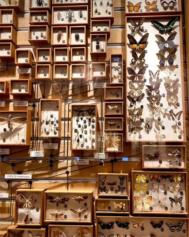 Close-up of insect specimens at Shanghai Natural History Museum, showcasing micro-world wonders.