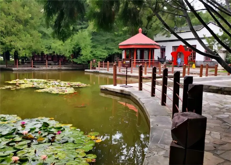 Shuangqing Villa courtyard with ancient ginkgo trees in Fragrant Hills Park, Beijing