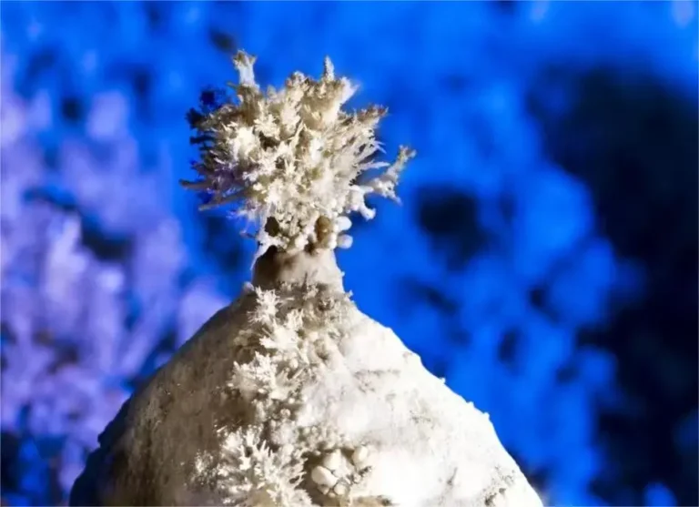 A stunning interior view of Stone Flower Cave, where illuminated stalactites and stone drapes form a colorful natural masterpiece.