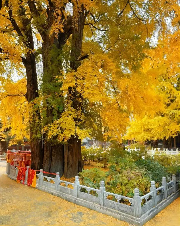 Thousand-year-old Emperor Ginkgo tree at Tanzhe Temple under sunlight