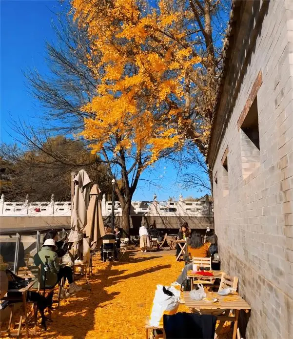 Quiet corner of VOYAGE Coffee under a ginkgo tree, showcasing relaxed hutong coffee culture in Old Beijing.