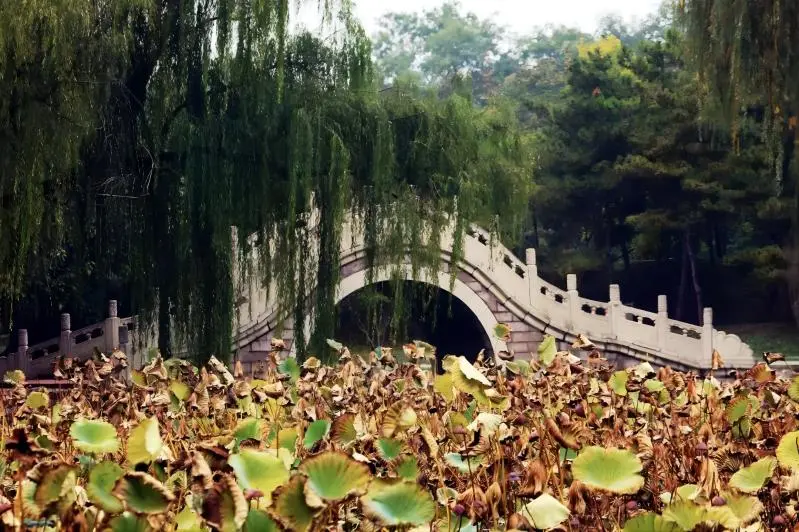 Autumn lotus at Yuanmingyuan (Old Summer Palace) in Beijing, showing the serene beauty of historic ruins.