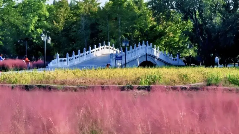 Scenic view of Yuanmingyuan (Old Summer Palace) in Beijing, showing the combination of historic ruins and natural beauty.