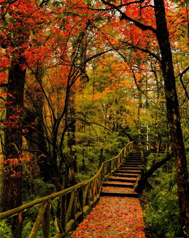 Autumn scenery in Chengdu Hongkou Nature Reserve with golden forests, red leaves, and mountain landscapes.