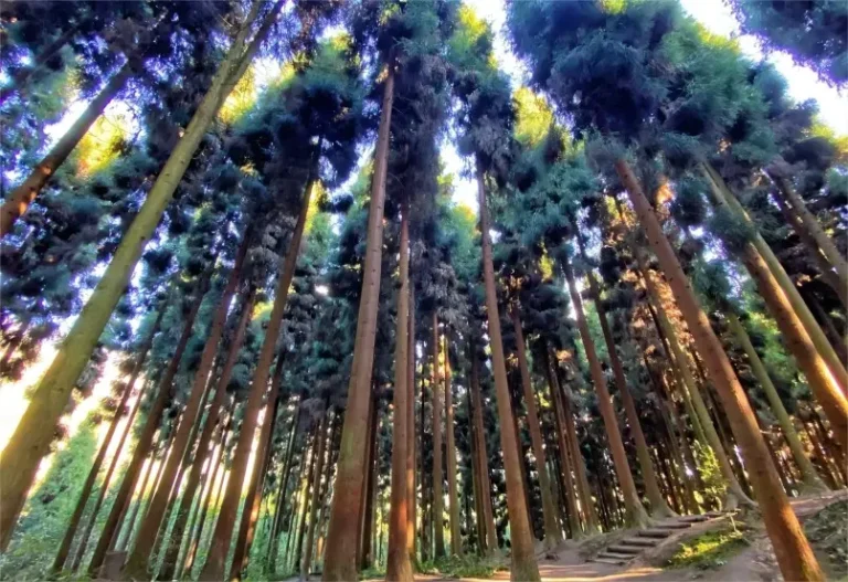 Exploring Chengdu Hongkou Nature Reserve: Where Nature, Culture, and Adventure Meet