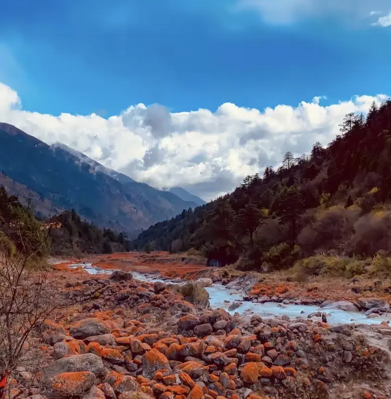 Ancient forest landscape in Hailuogou Scenic Area on the eastern slope of Mount Gongga