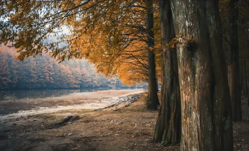 Autumn colors in Longchi National Forest Park near Chengdu