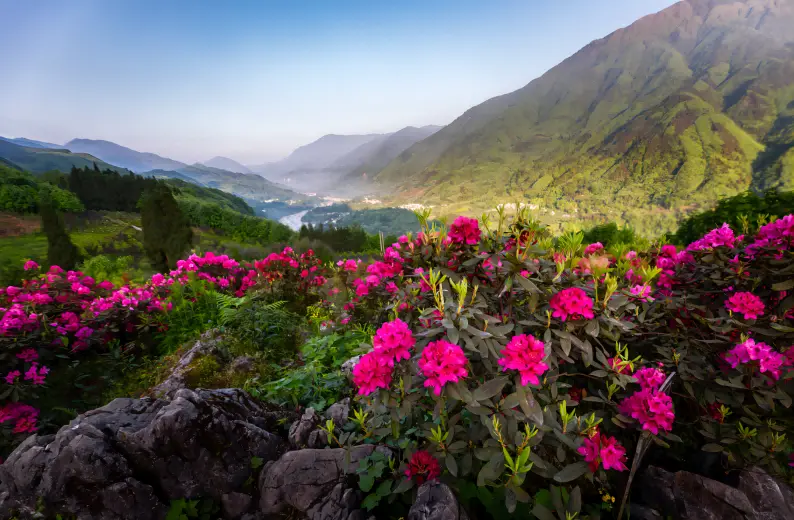 Blooming rhododendrons in Longchi National Forest Park near Chengdu