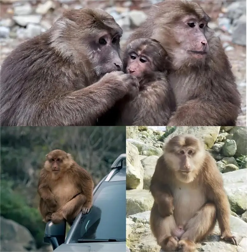 Wild monkeys in Longchi National Forest Park, Chengdu