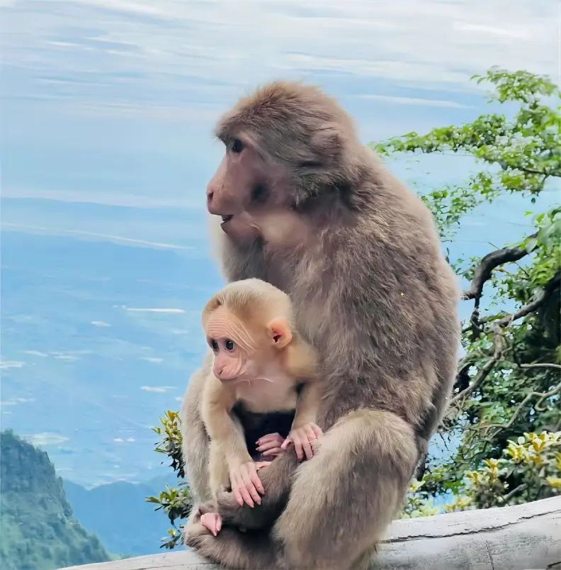 Wild macaques in the ecological monkey zone of Mount Emei
