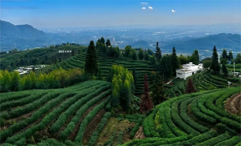Zhuyeqing tea garden on the slopes of Mount Emei