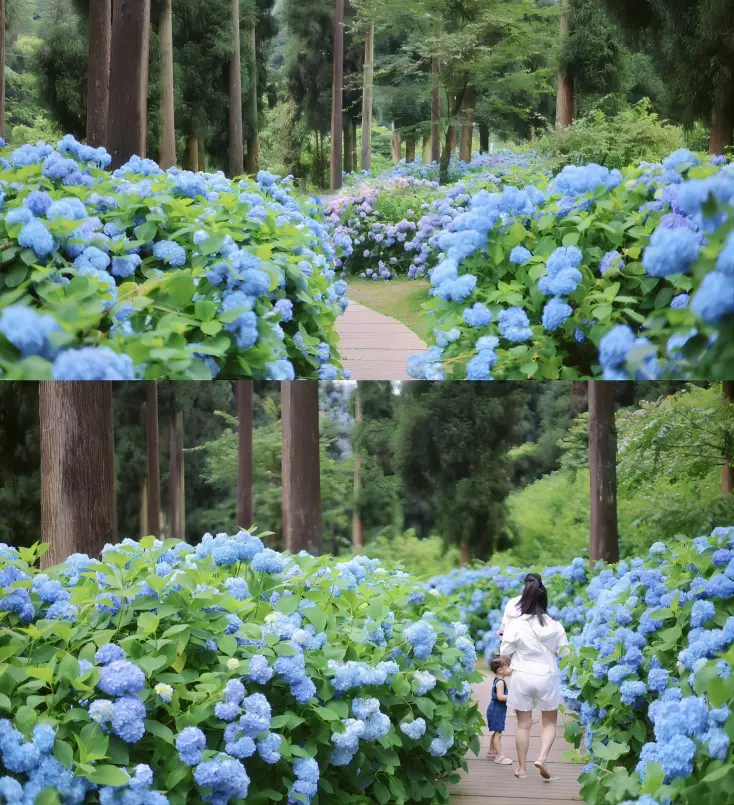 Hydrangea Sea at Tiantai Mountain in Sichuan, a June highlight for Chengdu nature travelers.