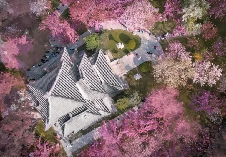 Aerial view of cherry blossoms in full bloom at Qinglong Temple, one of the best spring attractions in Xi’an