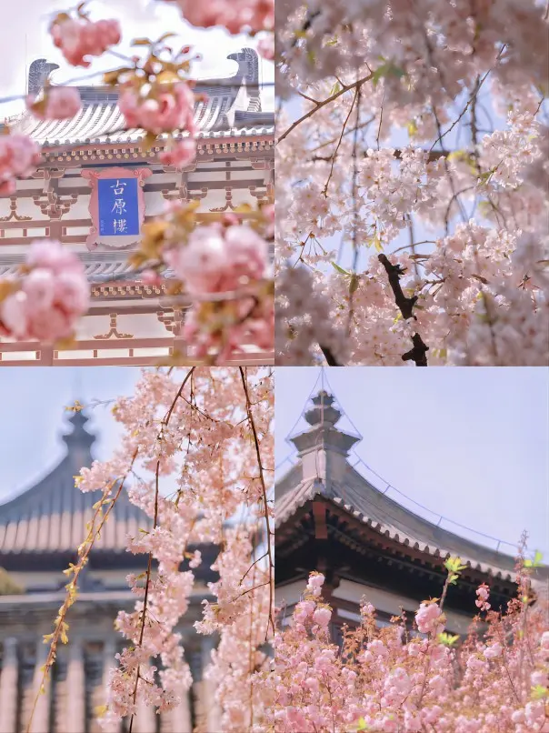 Cherry blossoms surrounding traditional Tang-style buildings at Qinglong Temple in Xi’an during spring